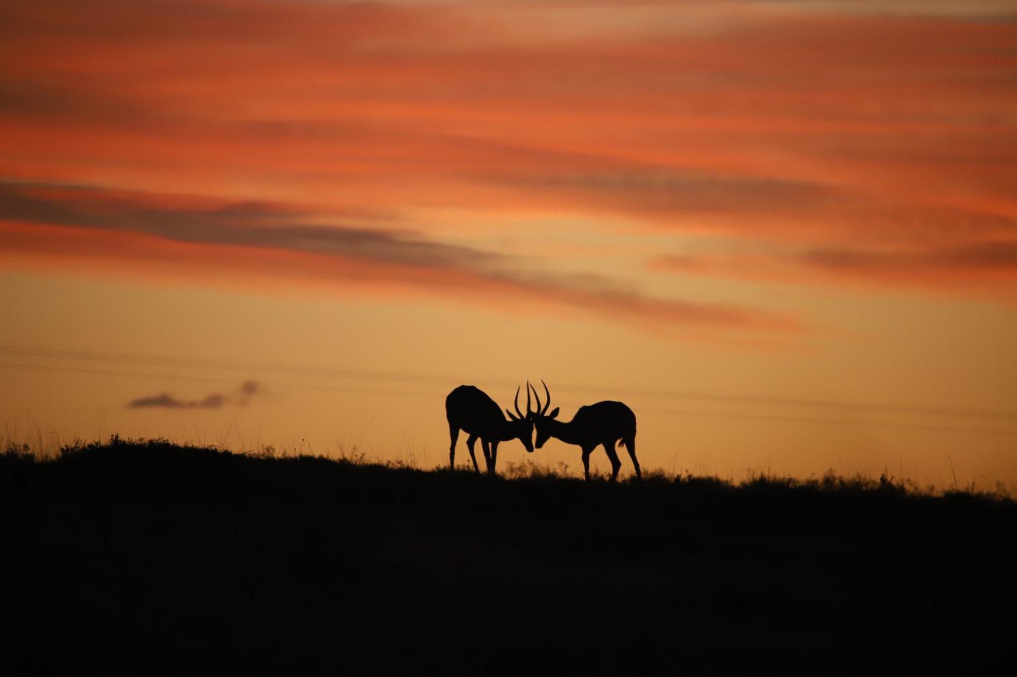 The Ranch House At African Safari Lodge Grahamstown Extérieur photo