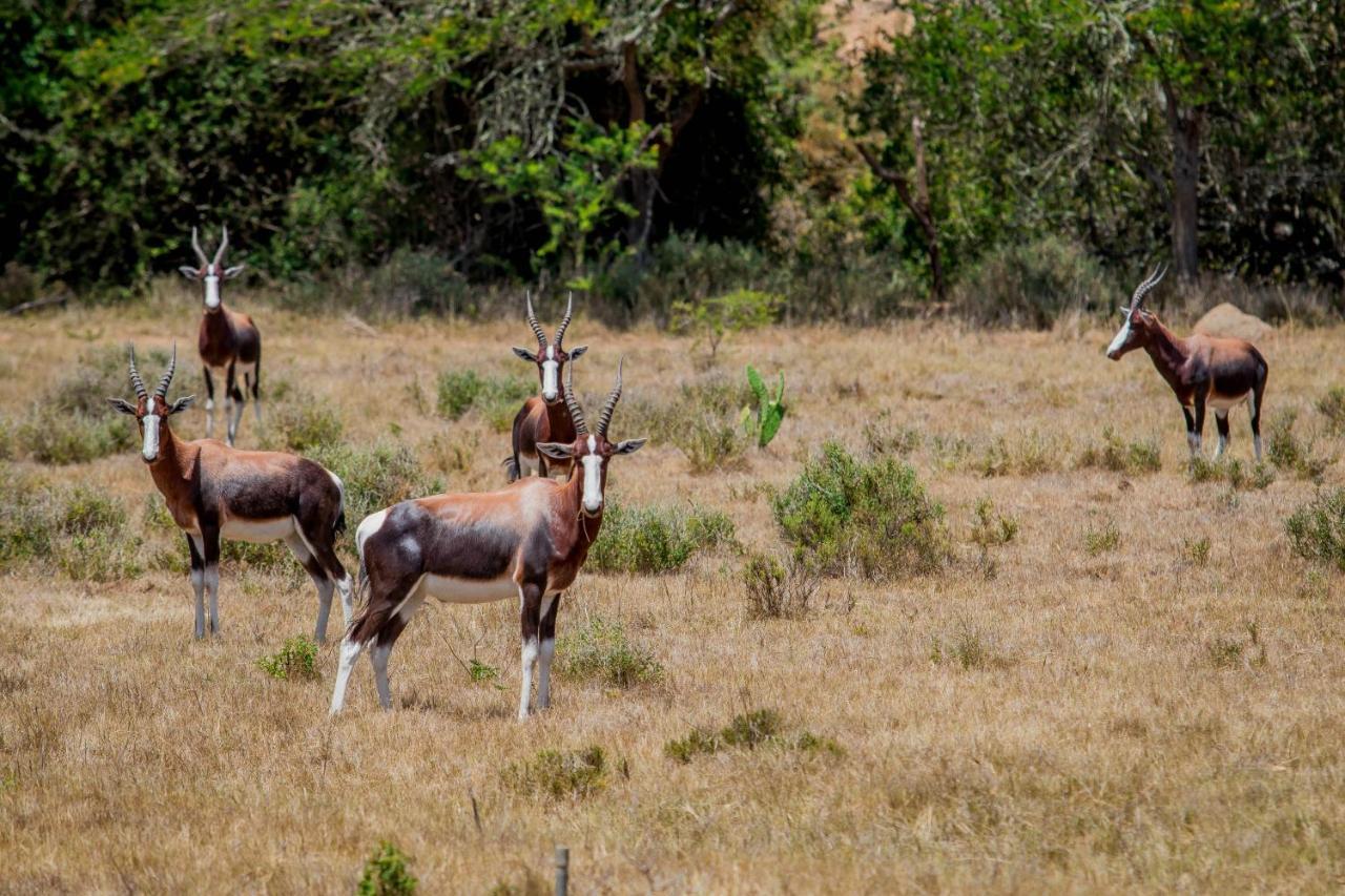 The Ranch House At African Safari Lodge Grahamstown Extérieur photo